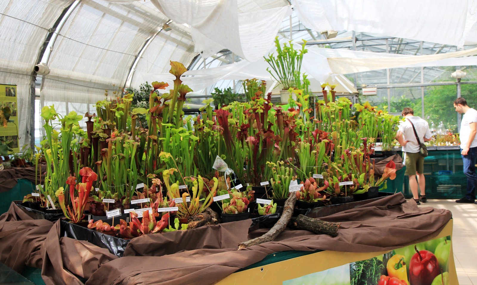 The Secret Lives of Carnivorous Plant Communities (image credits: wikimedia)
