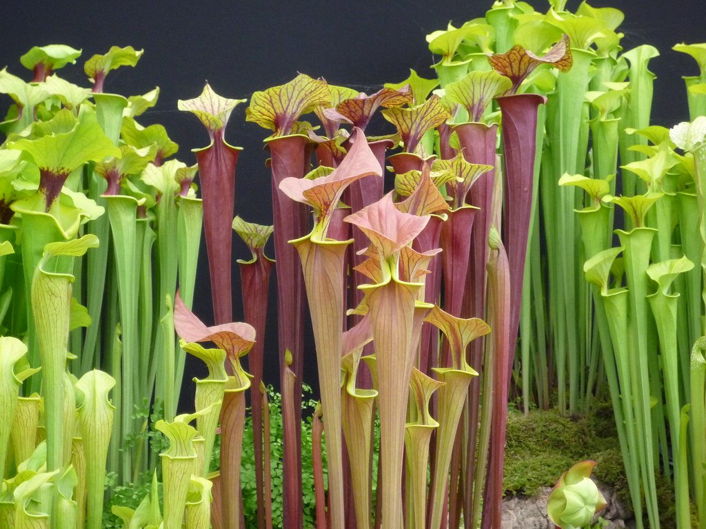 Modern Threats to Plant Predators (image credits: flickr)