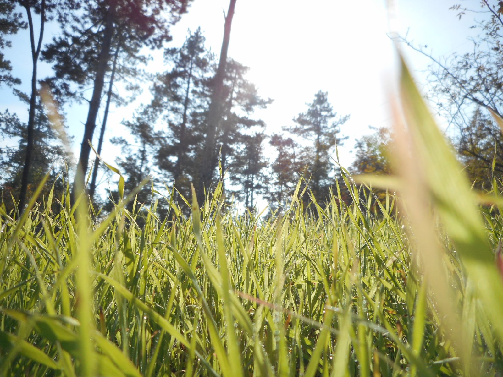 Step 2: Photosynthesis - Nature's Solar Panels (image credits: wikimedia)