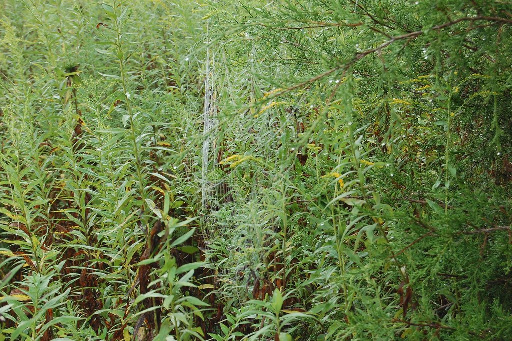 Step 3: The Living Carbon Factories (image credits: flickr)