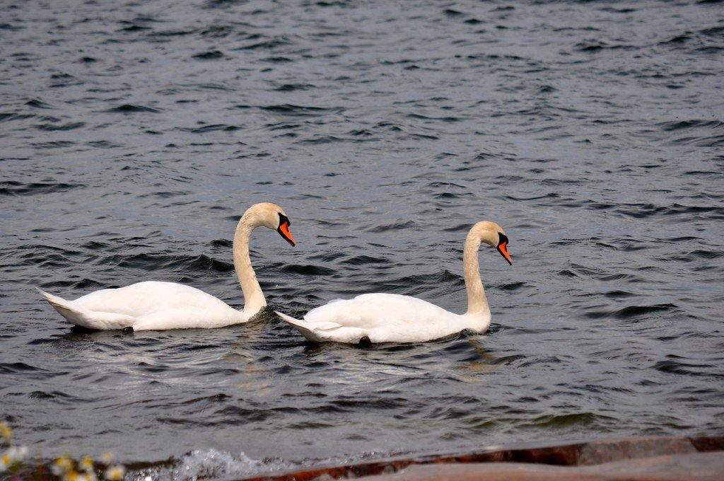 Swan Songs: Monogamy Redefined (image credits: flickr)