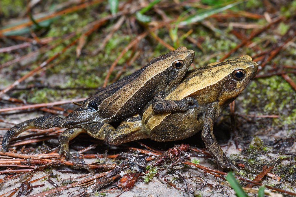 Amphibian Alternatives: Flexible Approaches to Love (image credits: flickr)
