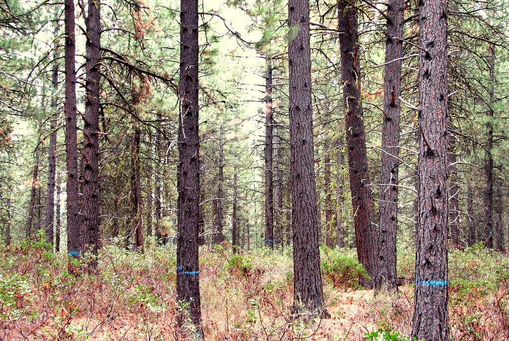 The Surprising Math Behind Global Restoration (image credits: flickr)