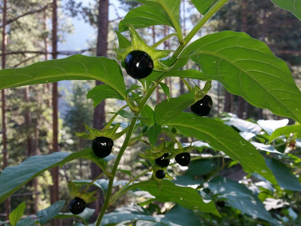 The Chemical Alchemy of Belladonna (image credits: flickr)