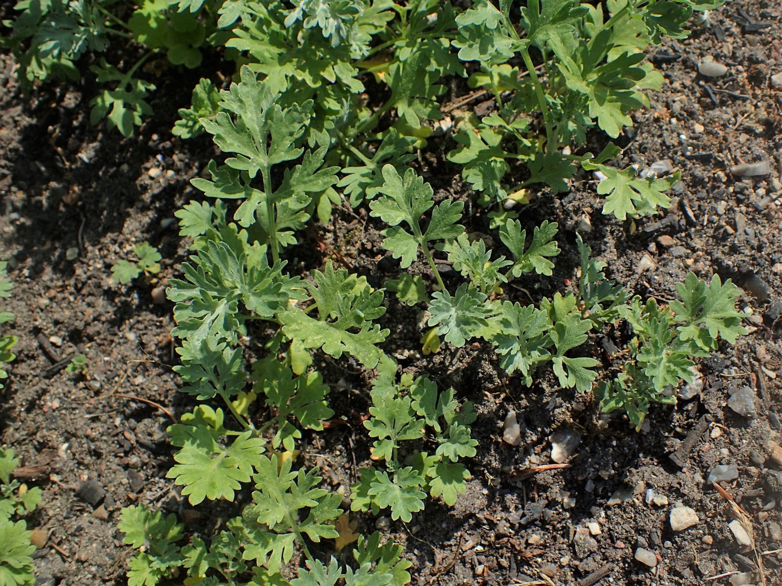 Wormwood: The Green Fairy's Psychoactive Properties (image credits: wikimedia)