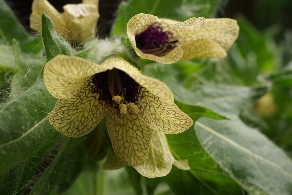 Henbane: The Sorcerer's Sleep-Inducing Sedative (image credits: flickr)