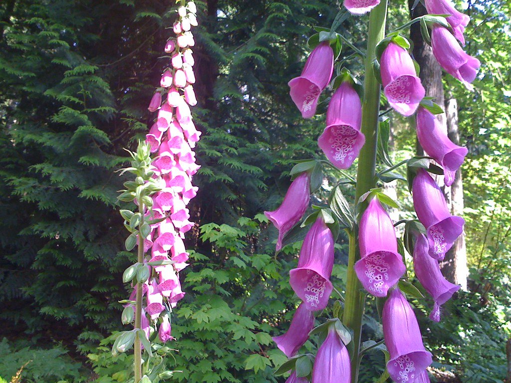Foxglove: The Fairy Flower's Cardiac Magic (image credits: flickr)