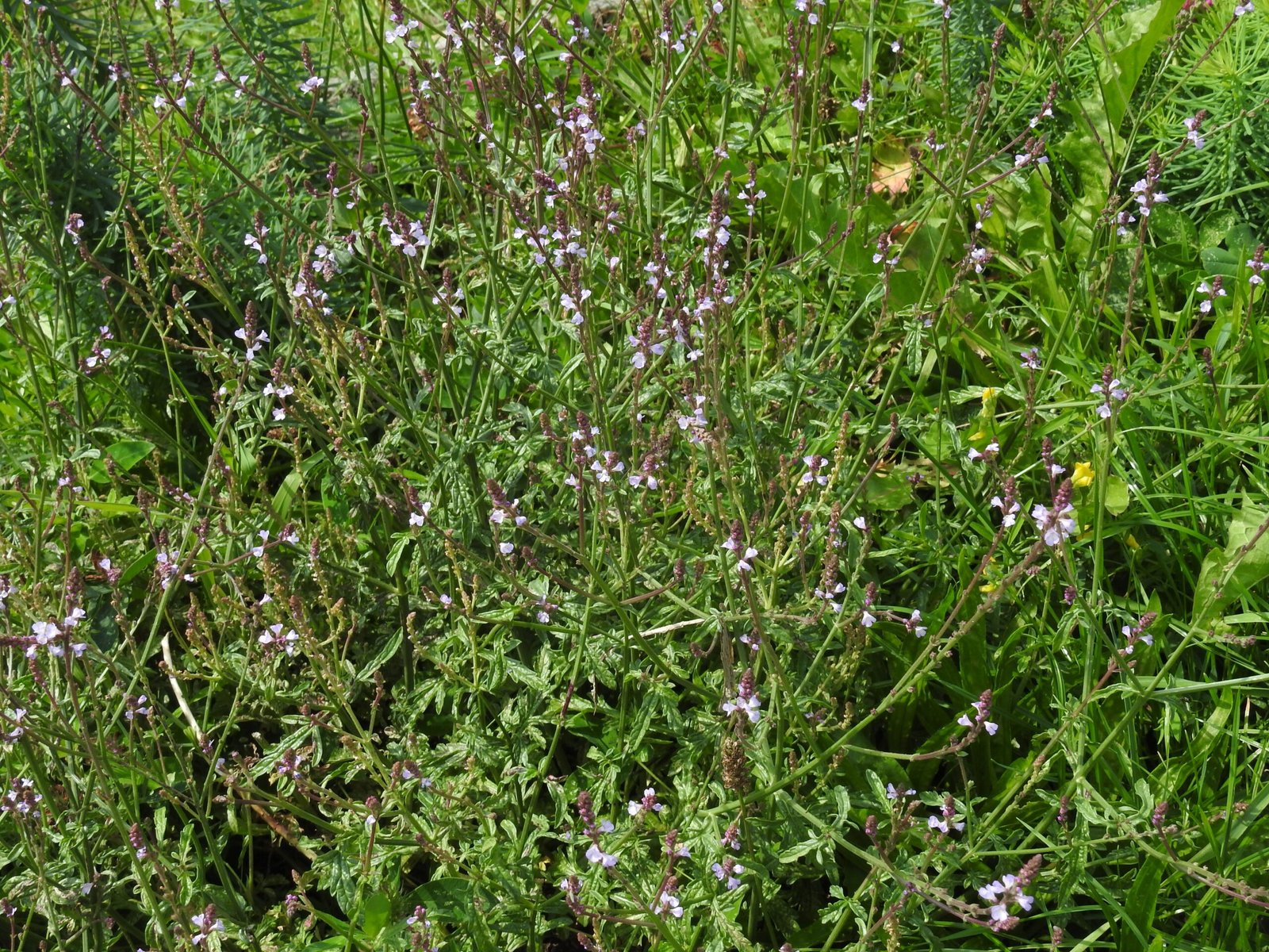 Vervain: The Sacred Herb's Neurological Impact (image credits: wikimedia)