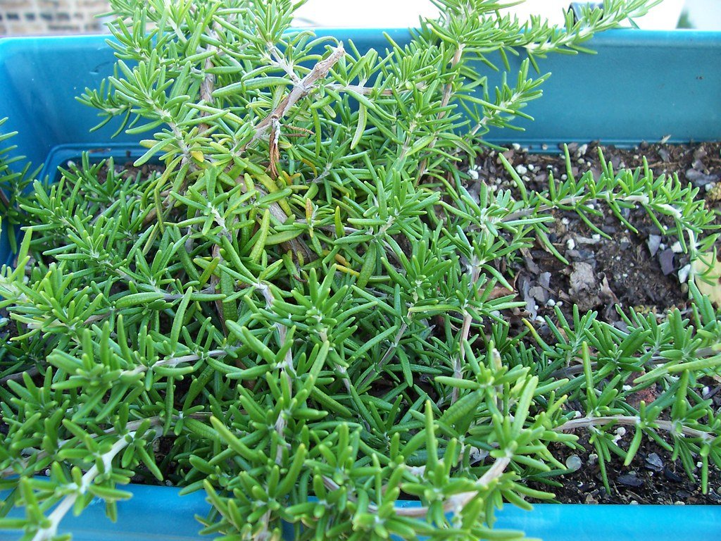 Rosemary: The Herb of Remembrance and Cognitive Enhancement (image credits: flickr)