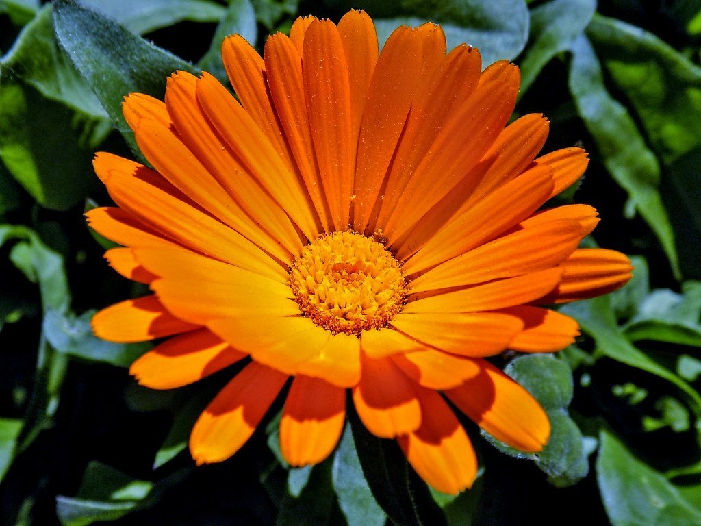 Calendula: The Healing Flower's Regenerative Compounds (image credits: flickr)