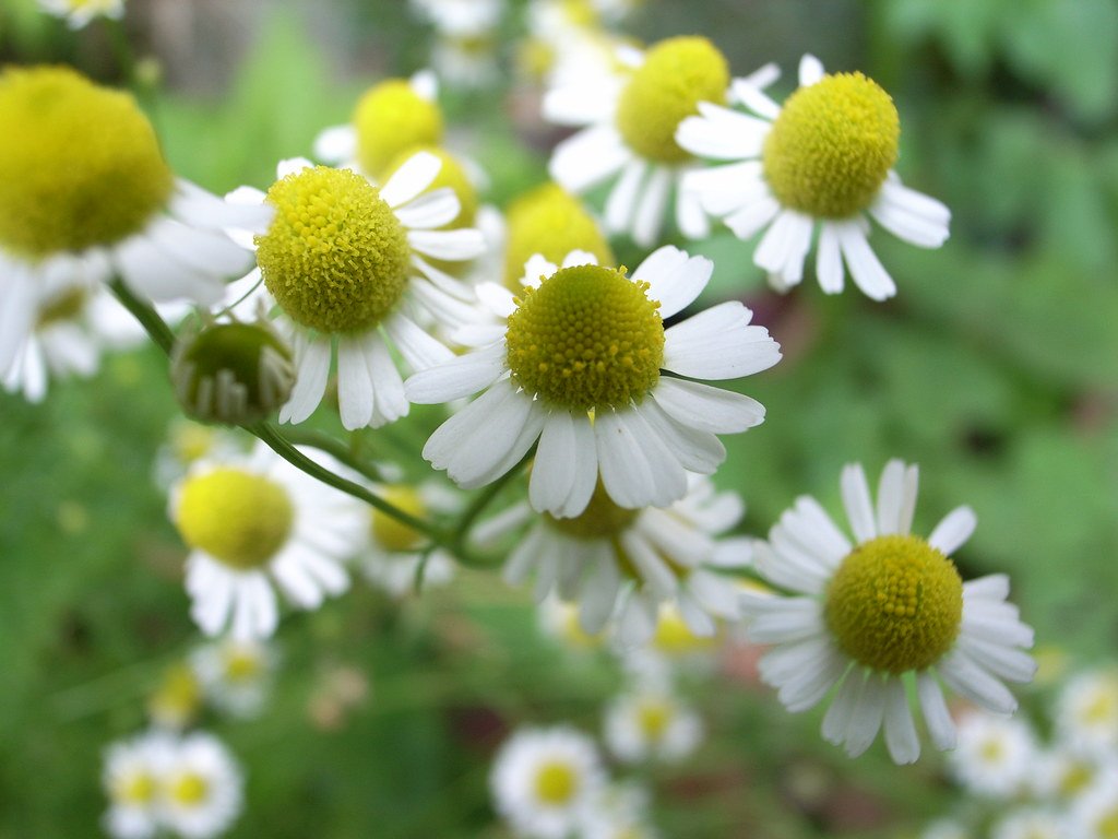 Chamomile: The Gentle Sedative's Molecular Tranquility (image credits: flickr)