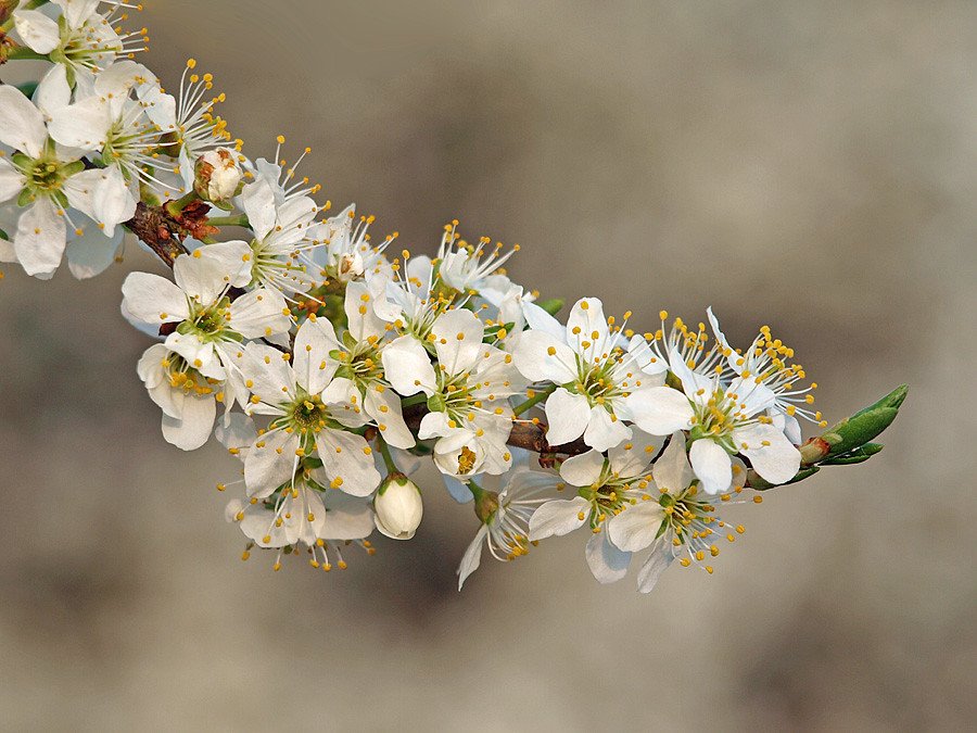 Blackthorn: The Protective Bark's Bitter Medicine (image credits: flickr)