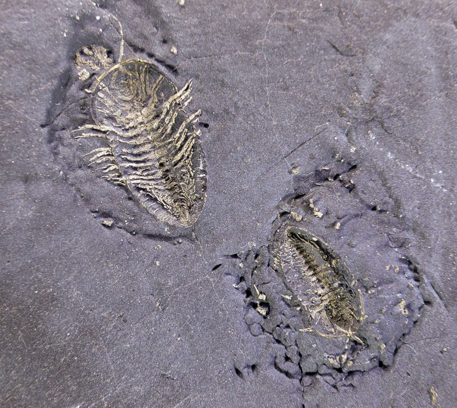 The Miraculous Science of Soft Tissue Preservation (image credits: wikimedia)