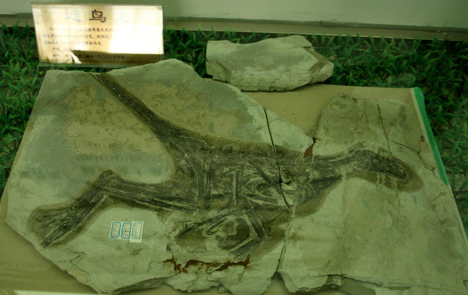 Feathered Dinosaurs: When Fantasy Becomes Reality (image credits: wikimedia)