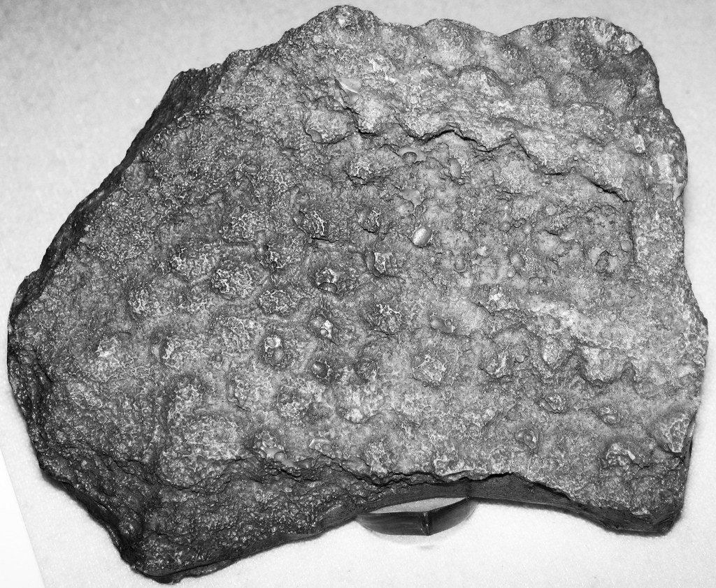 Skin Deep: Fossilized Flesh That Tells Ancient Stories (image credits: flickr)