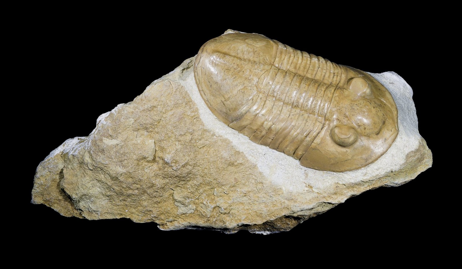 The Molecular Revolution in Paleontology (image credits: wikimedia)