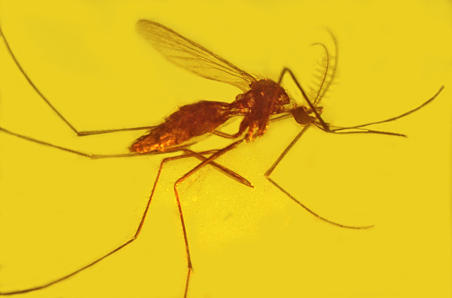 Ancient Parasites and Their Prehistoric Hosts (image credits: wikimedia)