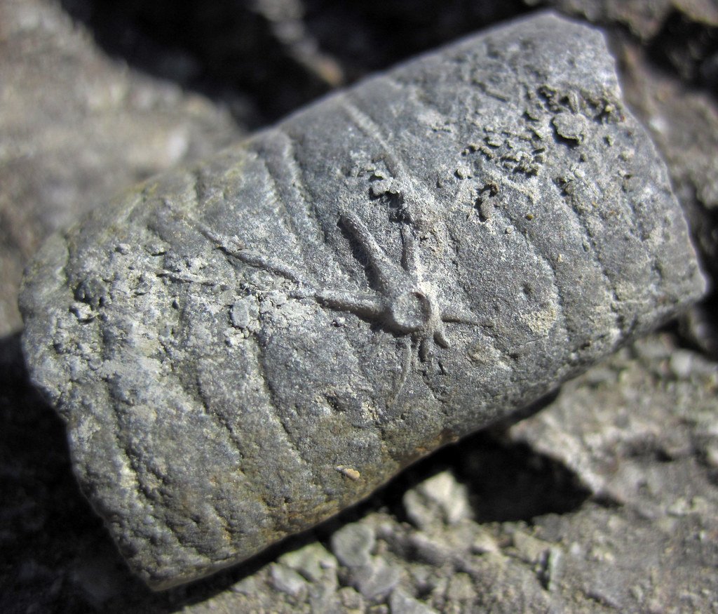 The Incredible Diversity of Fossilized Soft Tissues (image credits: flickr)
