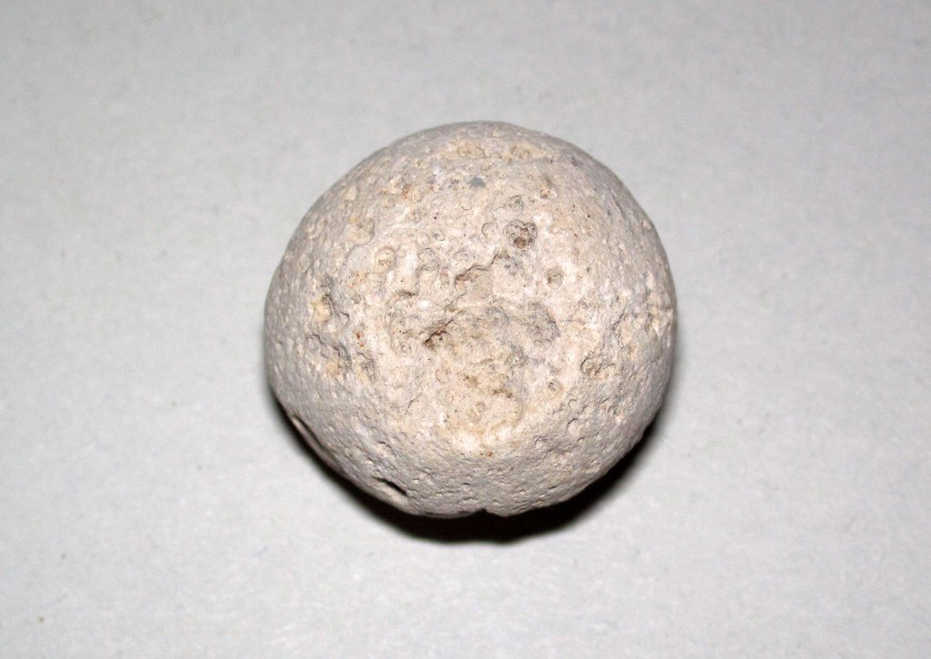 What Fossilized Stomachs Tell Us About Ancient Diets (image credits: flickr)