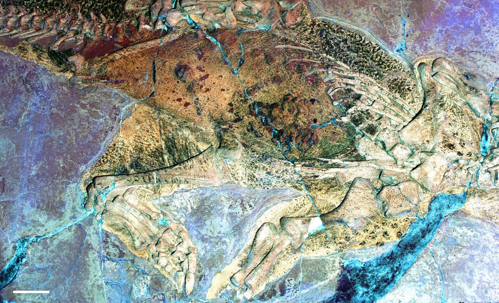 The Art of Ancient Camouflage and Display (image credits: wikimedia)