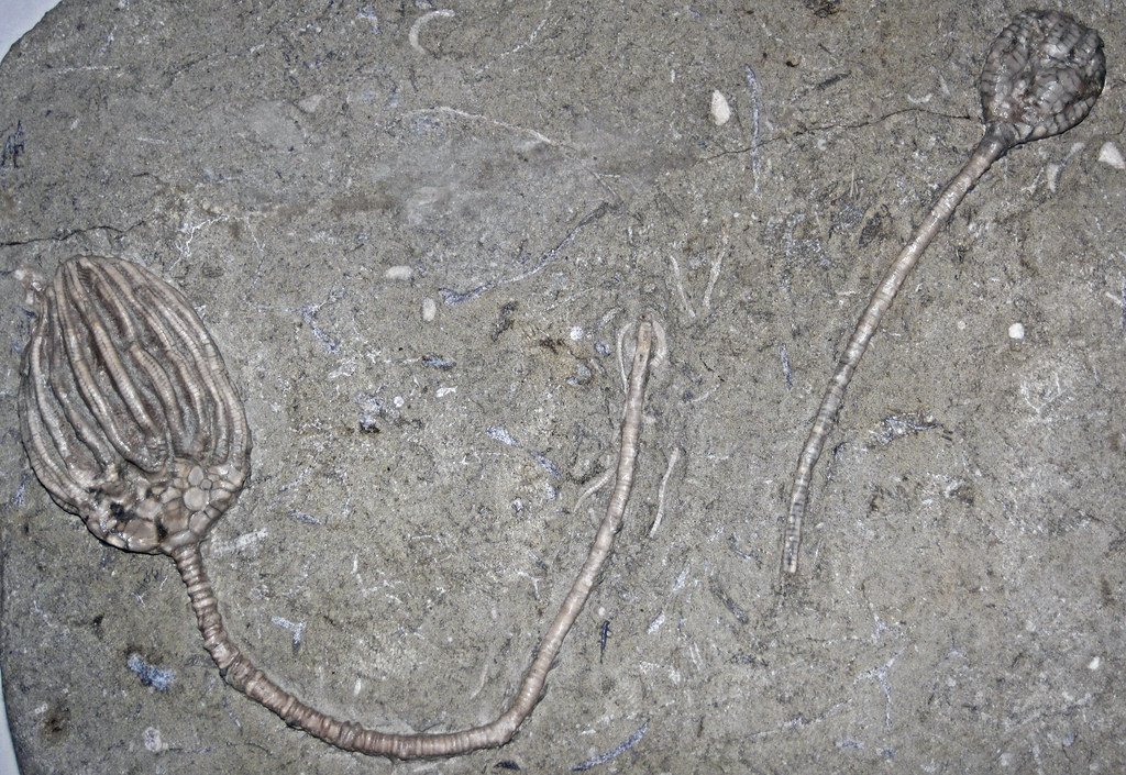 The Future of Soft Tissue Paleontology (image credits: flickr)