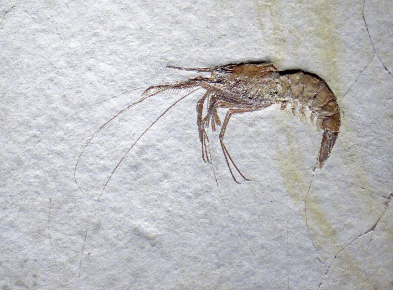 Why These Discoveries Matter Today (image credits: wikimedia)