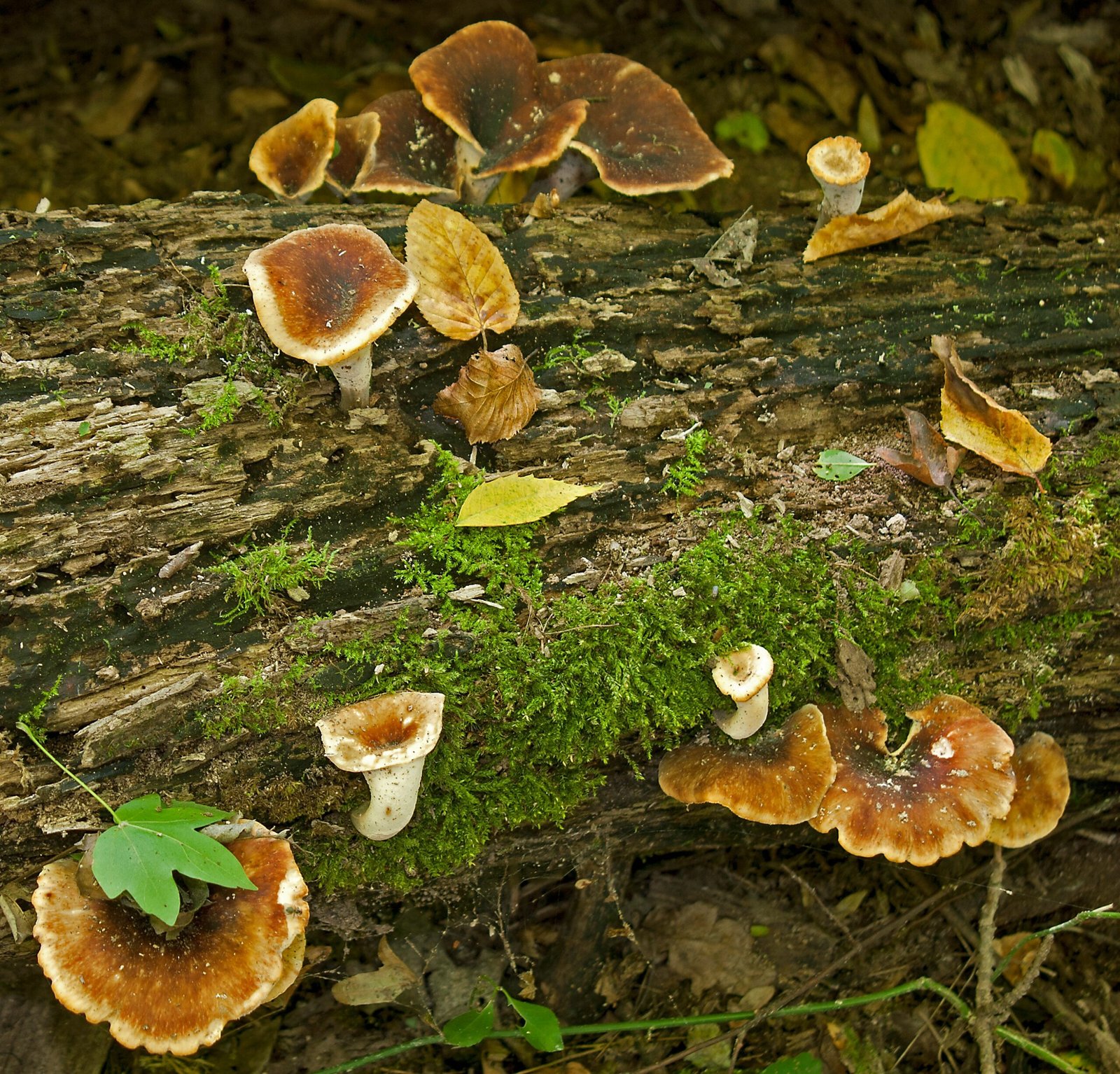 Nutrient Cycling in Closed Systems (image credits: wikimedia)