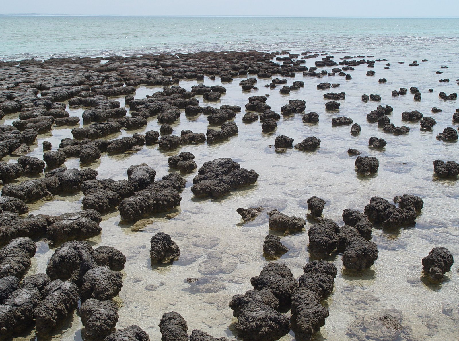 The Stromatolites of Shark Bay (image credits: wikimedia)