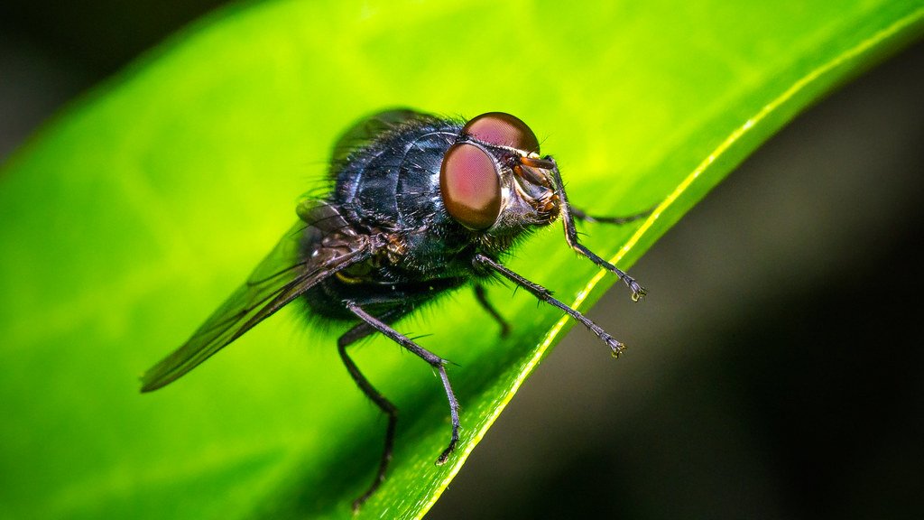 The Architecture of Insect Locomotion (image credits: flickr)