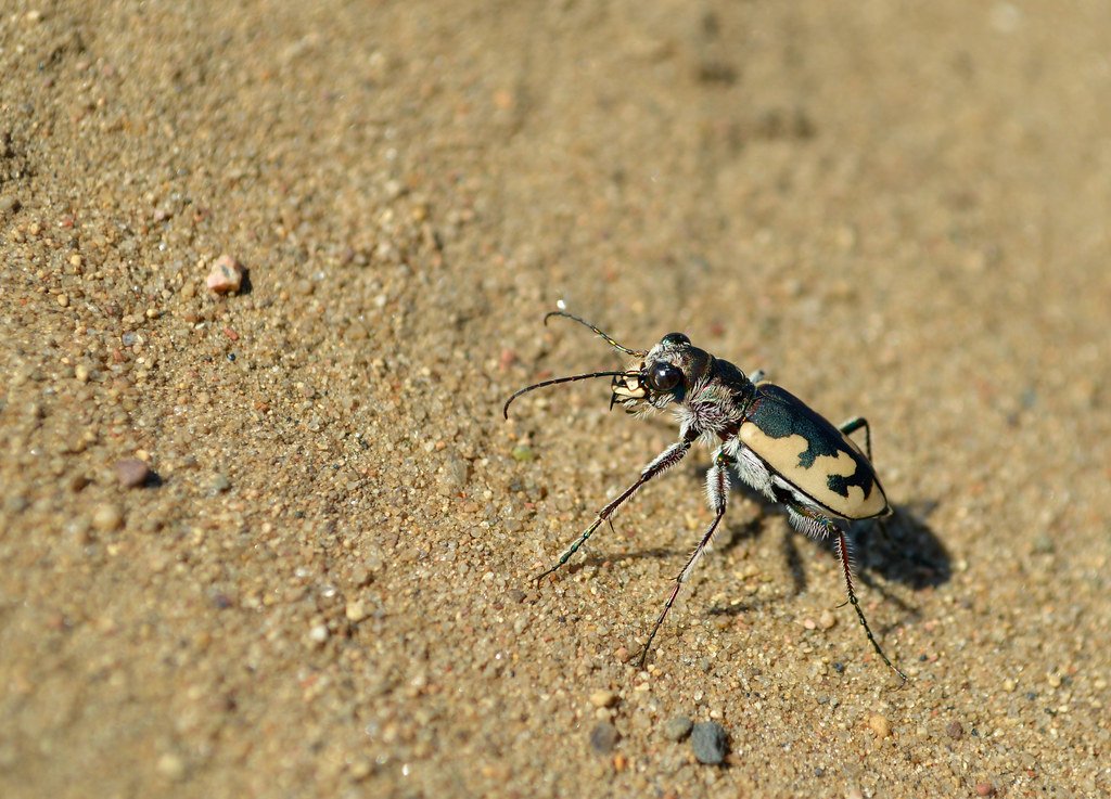 Speed Demons of the Miniature World (image credits: flickr)