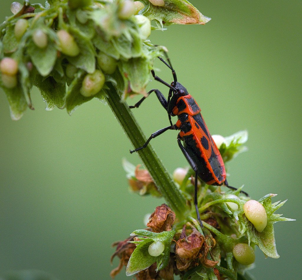 Climbing the Impossible (image credits: flickr)