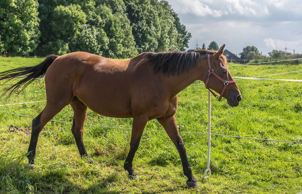 Metabolic Costs of Different Movement Types (image credits: flickr)