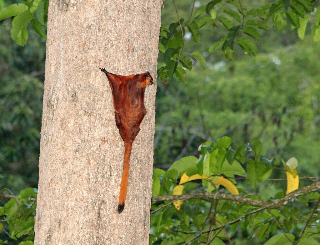 The Physics of Gliding (image credits: flickr)