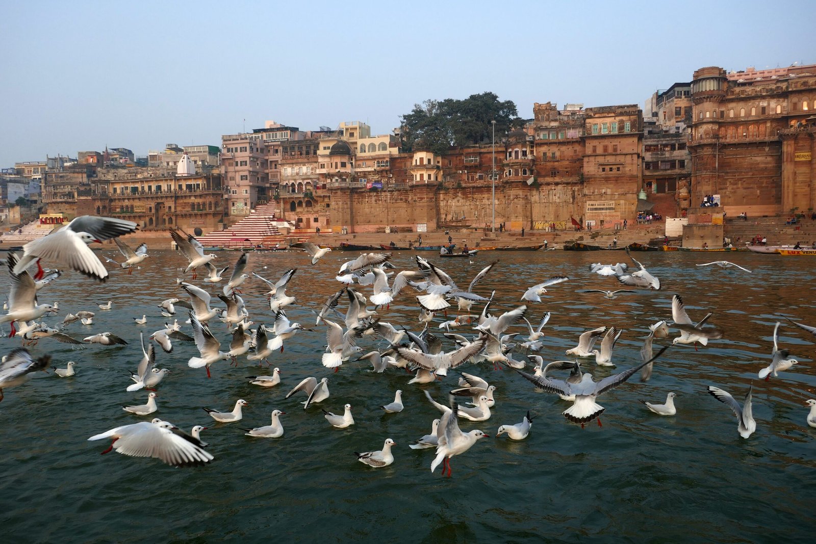 Why Some Animals Slither, Slide, or Soar