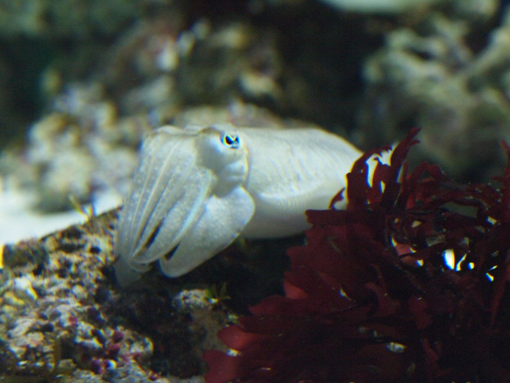 Technological Applications of Cuttlefish Intelligence (image credits: flickr)