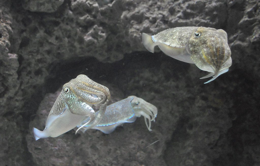 The Evolutionary Significance of Cephalopod Intelligence (image credits: flickr)