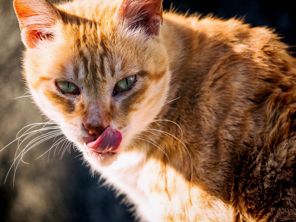 The Great Urban Migration of Predators (image credits: flickr)