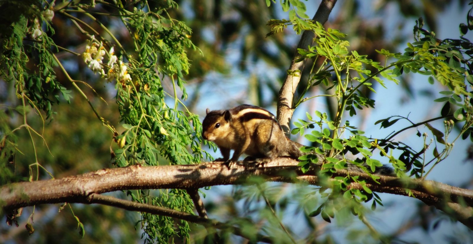 The Surprising Benefits of Living with Predators (image credits: wikimedia)