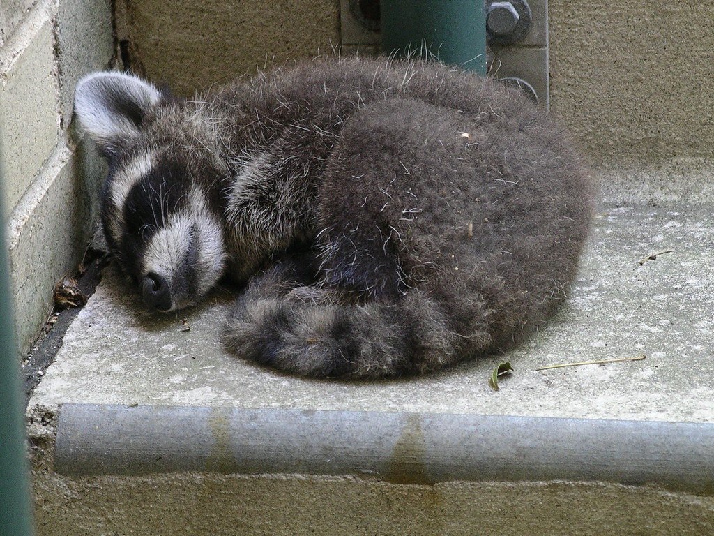 The Psychological Benefits of Wild Neighbors (image credits: flickr)