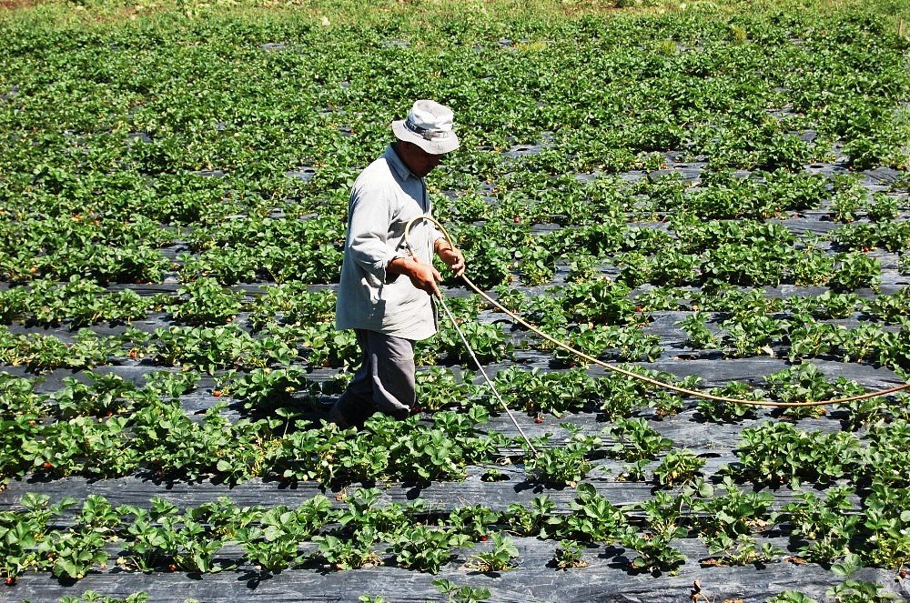 Chemical Cocktails: The Invisible Ingredients We Never Intended to Serve (image credits: flickr)