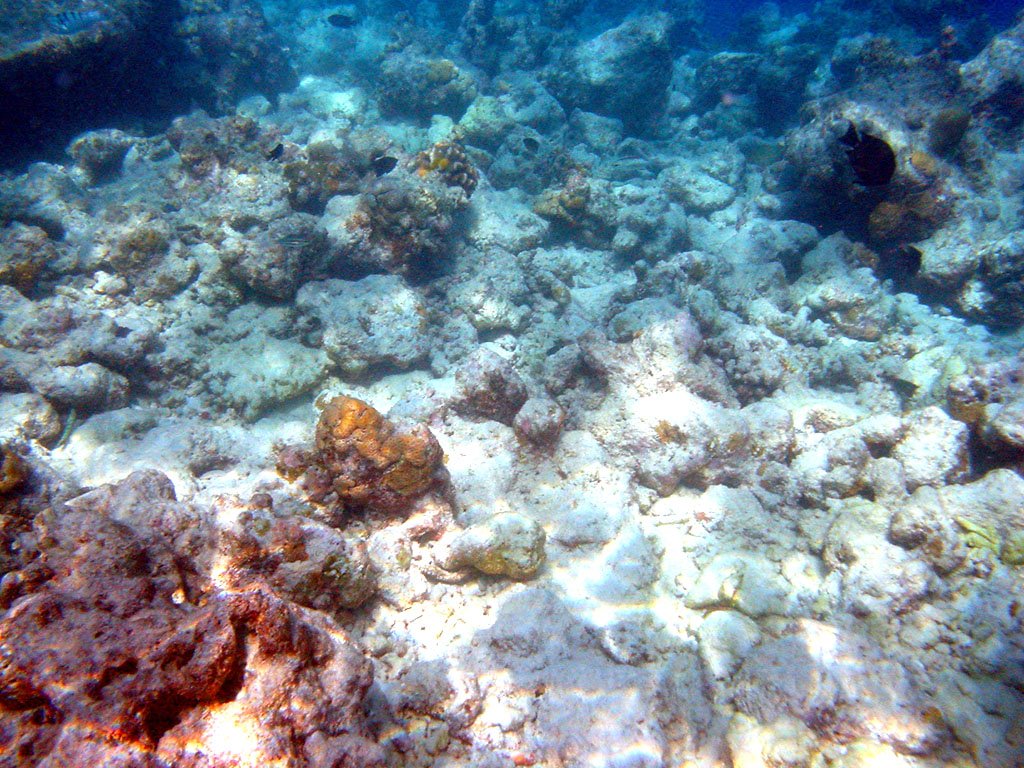 The Coral Collapse: How Carbon Dioxide Became an Ocean Acidifier (image credits: wikimedia)