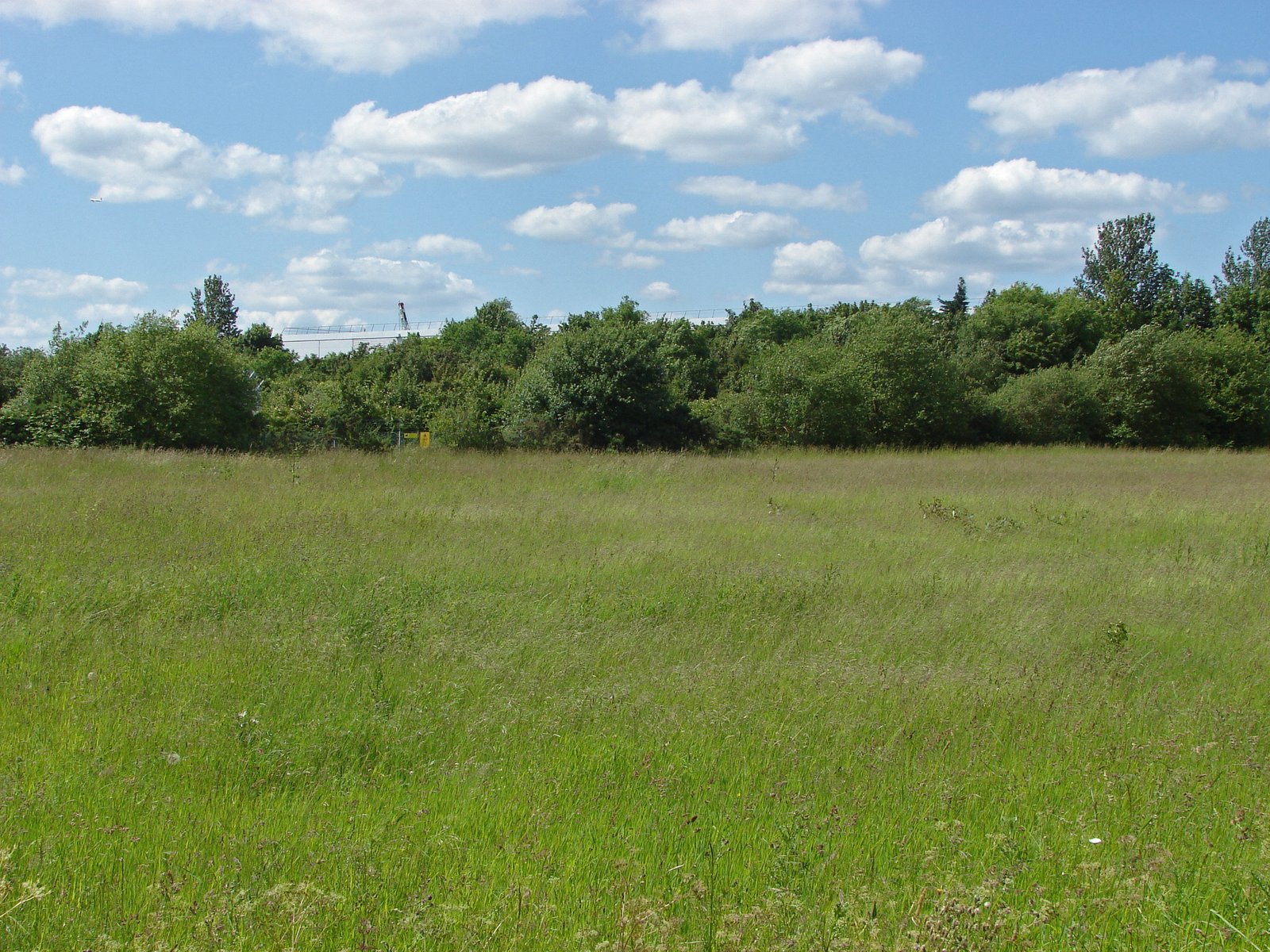 Biodiversity's Secret Weapon (image credits: wikimedia)