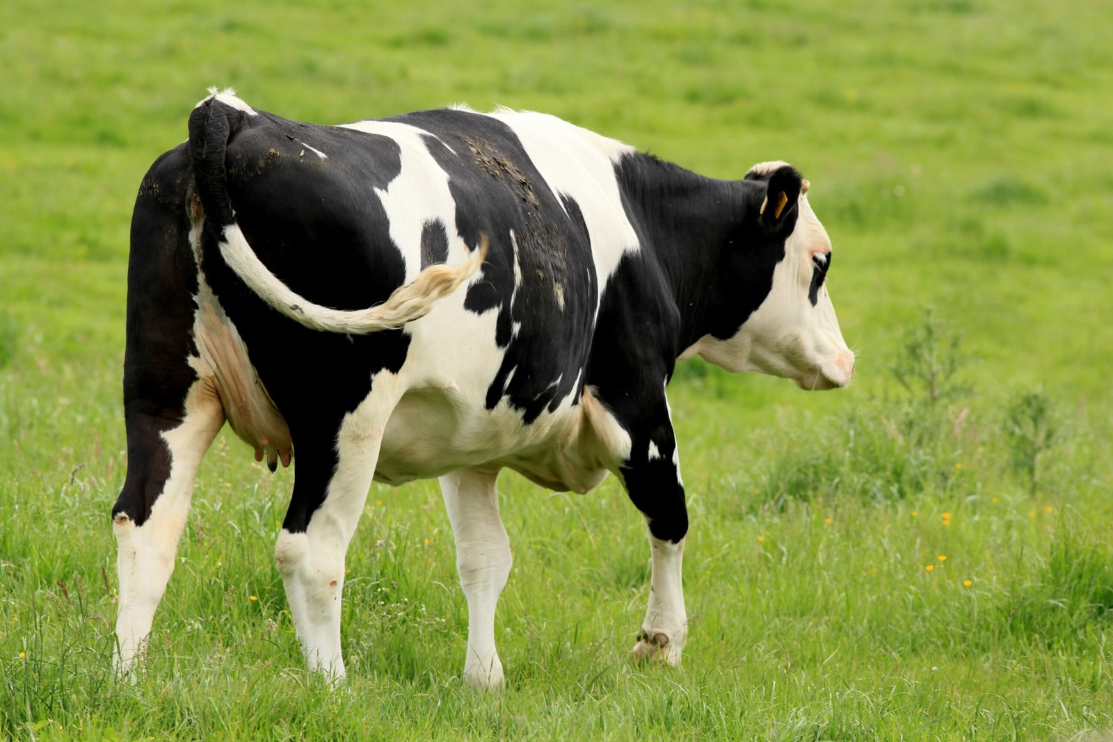 Agriculture's Double-Edged Sword (image credits: wikimedia)