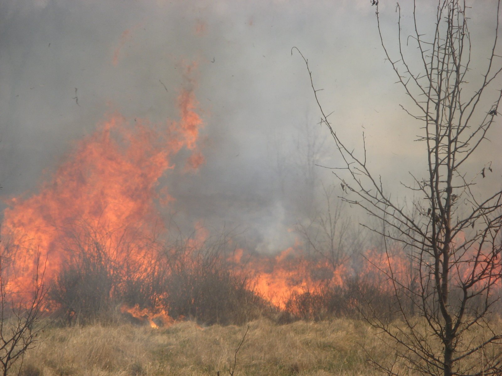 Fire's Essential Role (image credits: wikimedia)