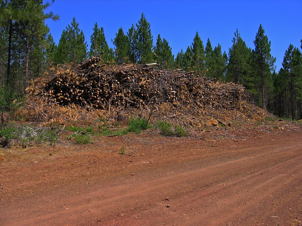 Soil Microbes: The Unsung Heroes (image credits: flickr)