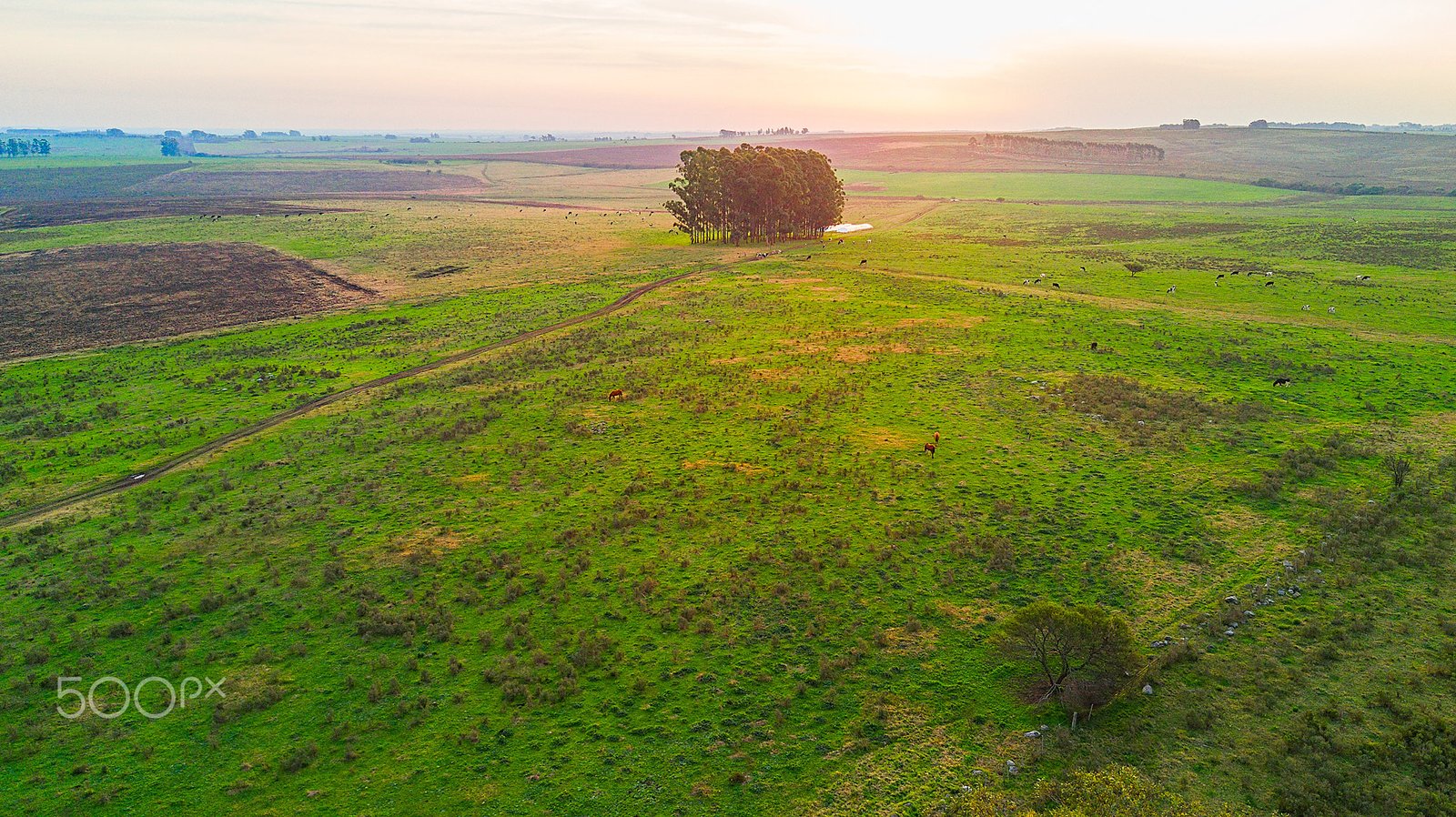The Economics of Grassland Conservation (image credits: wikimedia)