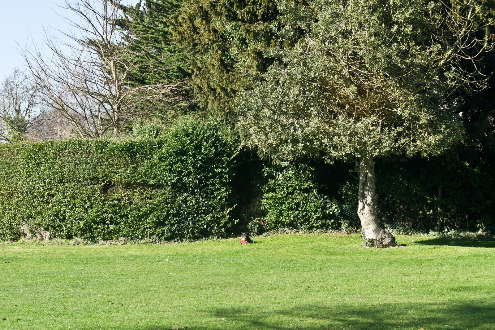 Urban Grasslands: Hidden Climate Heroes (image credits: wikimedia)