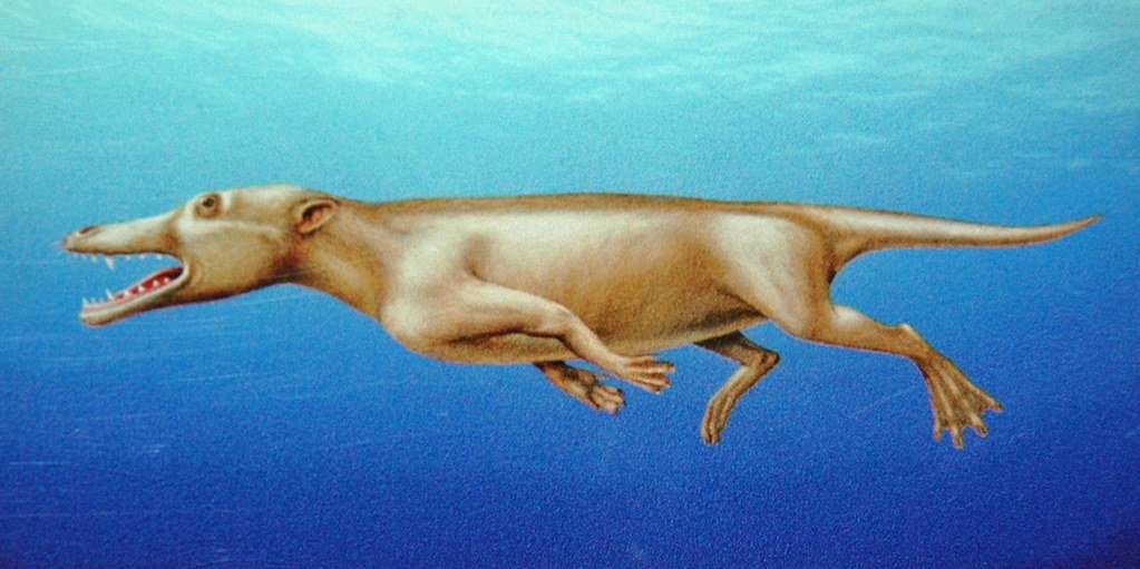 The Evolutionary Journey Begins (image credits: flickr)