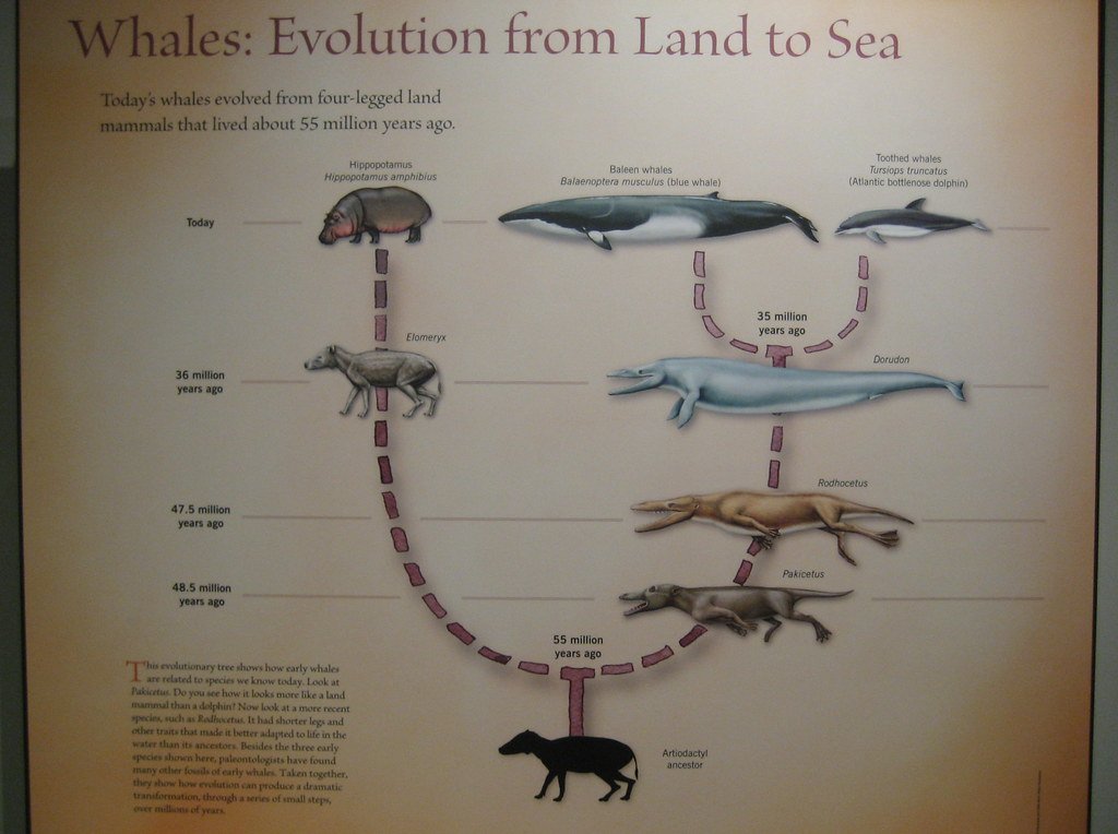 The Mystery of Whale Hearing (image credits: flickr)