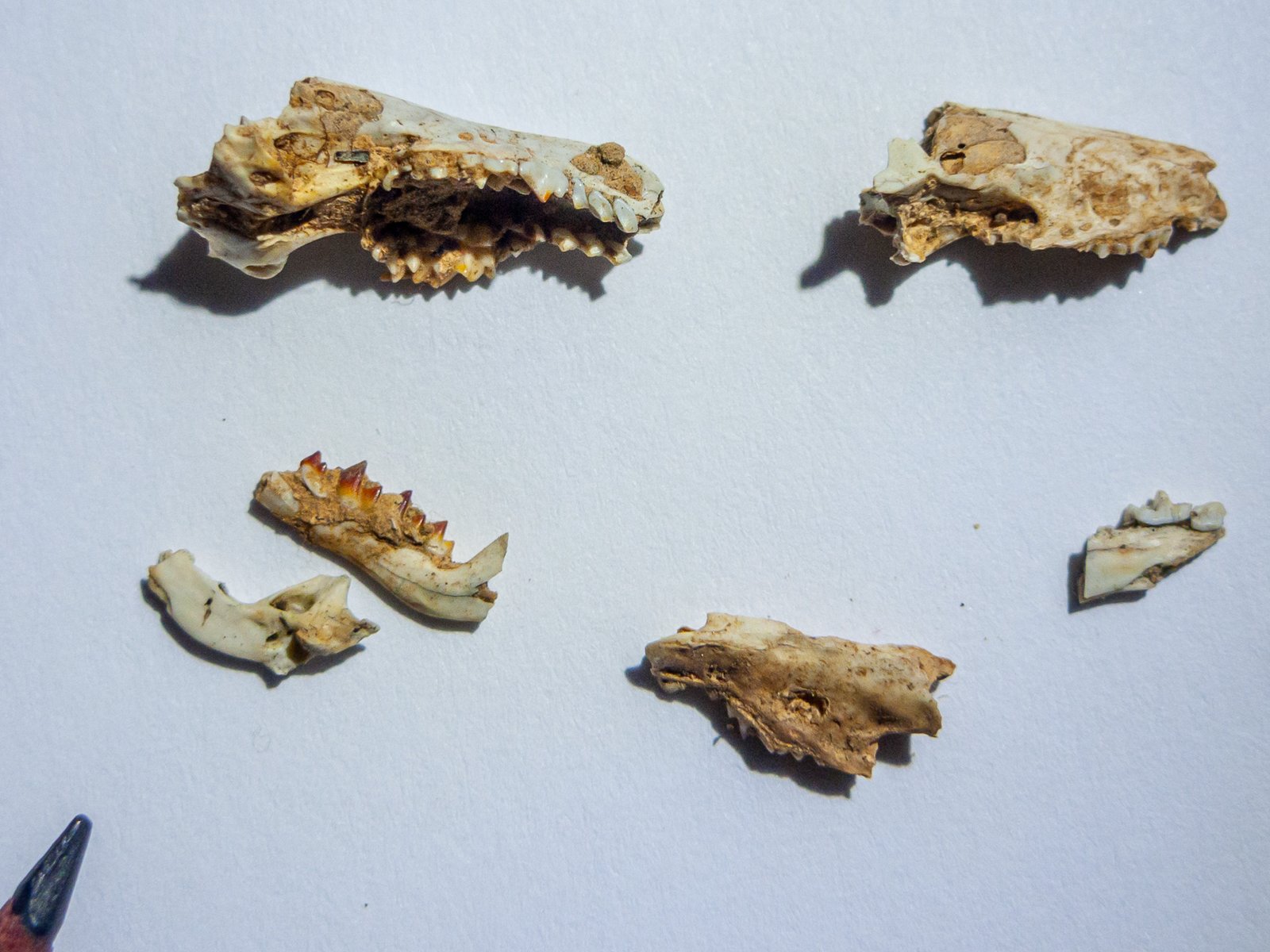 Teeth Tell the Tale (image credits: wikimedia)